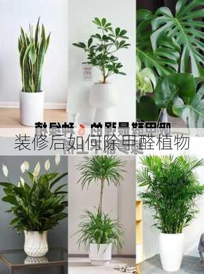 装修后如何除甲醛植物